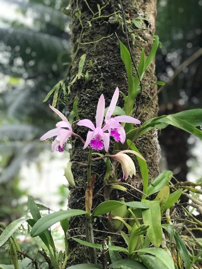 Suites - Quintal De Lazaro Ubatuba Kültér fotó
