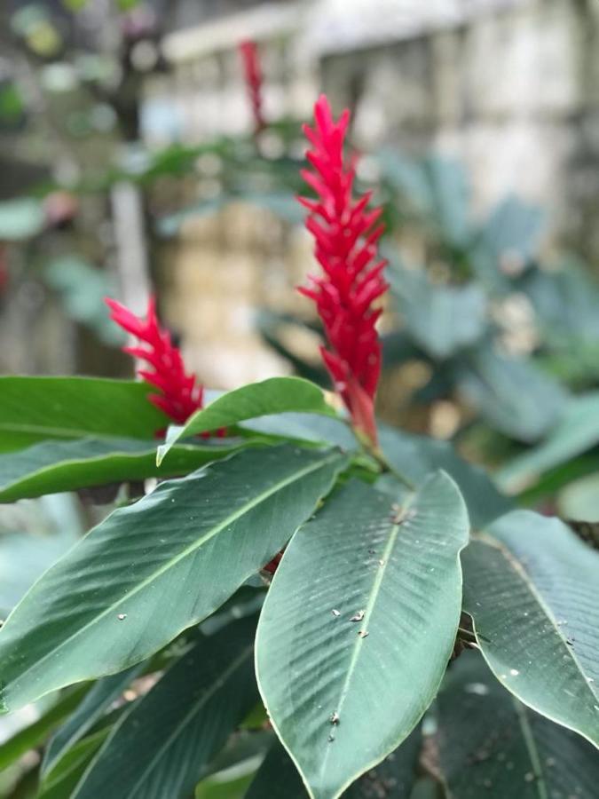 Suites - Quintal De Lazaro Ubatuba Kültér fotó