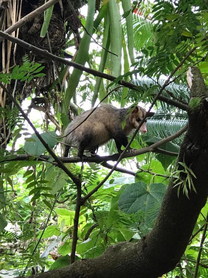 Suites - Quintal De Lazaro Ubatuba Kültér fotó